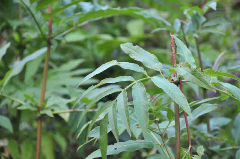 Sambucus ebulus